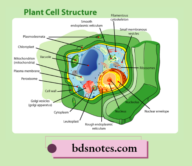 Mitochondrion in Plant Cells