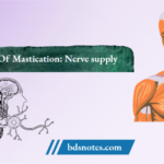 Muscles Of Mastication Nerve supply