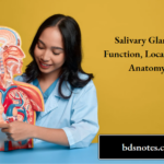 Salivary Glands Function, Location & Anatomy