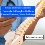Spinal Cord Regions Sagittal View