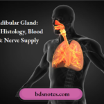 Submandibular Gland Anatomy, Histology, Blood Supply & Nerve Supply