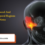 Temporal And Infratemporal Regions Notes