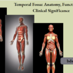 Temporal Fossa Anatomy, Function, And Clinical Significance