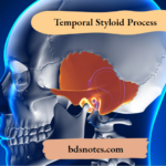 Temporal Styloid Process