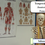 Temporalis Muscle Anatomy And Functions