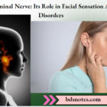 The Trigeminal Nerve Its Role in Facial Sensation And Pain Disorders