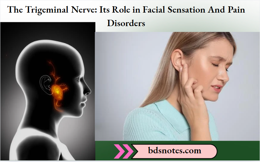 The Trigeminal Nerve Its Role in Facial Sensation And Pain Disorders