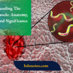 Understanding The Digastric Muscle Anatomy, Function, And Significance