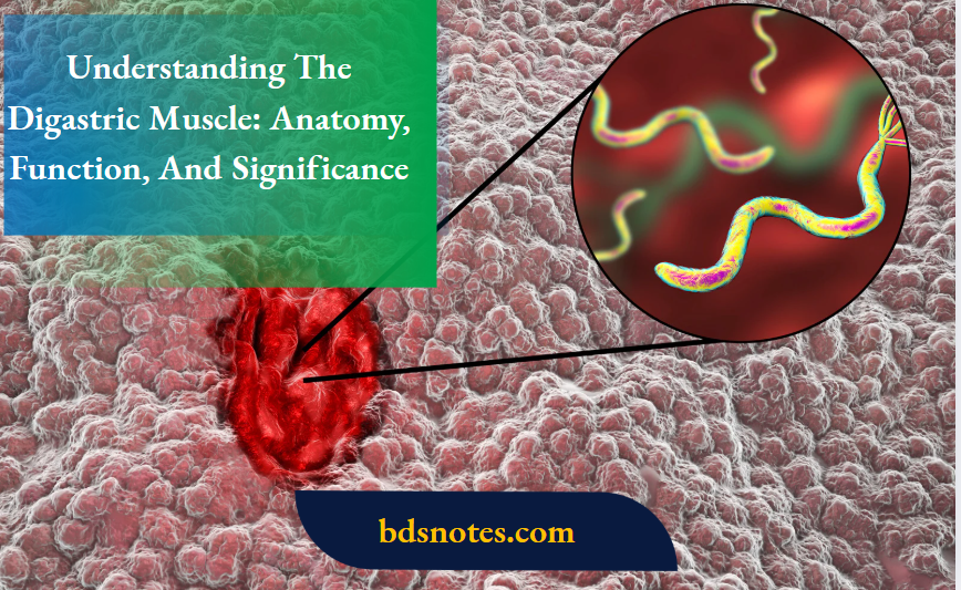 Understanding The Digastric Muscle Anatomy, Function, And Significance