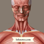 Function Of The Digastric Triangle