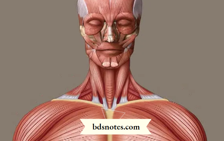 Function Of The Digastric Triangle