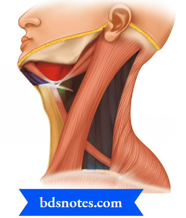 Relations Of The Digastric Triangle