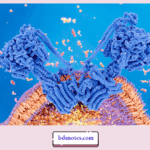 Role Of ATP Synthase